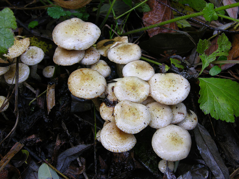 Pholiota gummosa